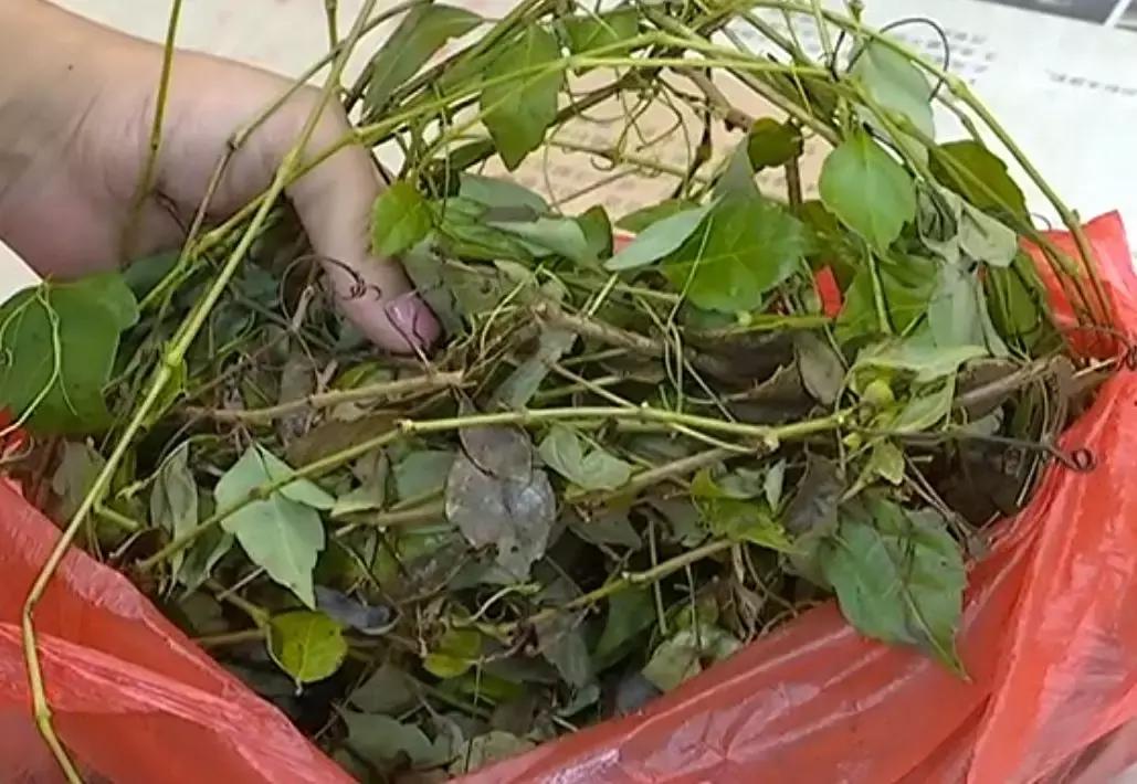 男子喝了碗凉茶，竟然喝出肾衰竭！千万要当心！