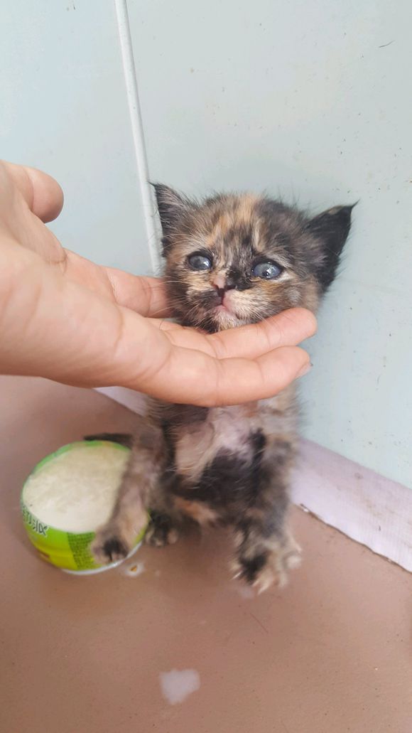 捡的流浪猫驱虫,儿子捡到了只猫带回了家