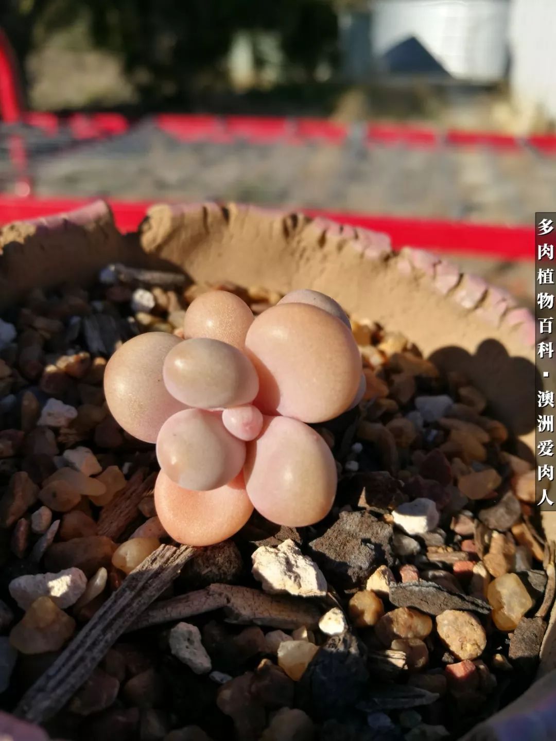 最耐晒的八款多肉,暖阳下的多肉美的不得了