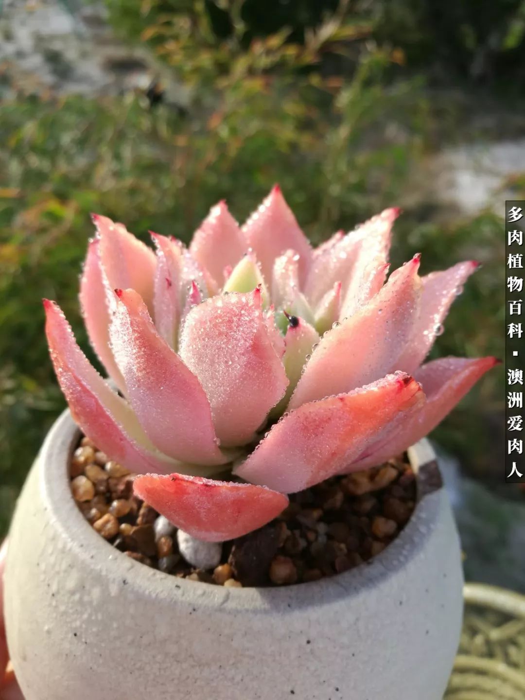 最耐晒的八款多肉,暖阳下的多肉美的不得了