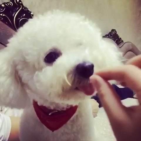 谨记饲养比熊犬这5件事不可做,饲养比熊犬的六大注意事项