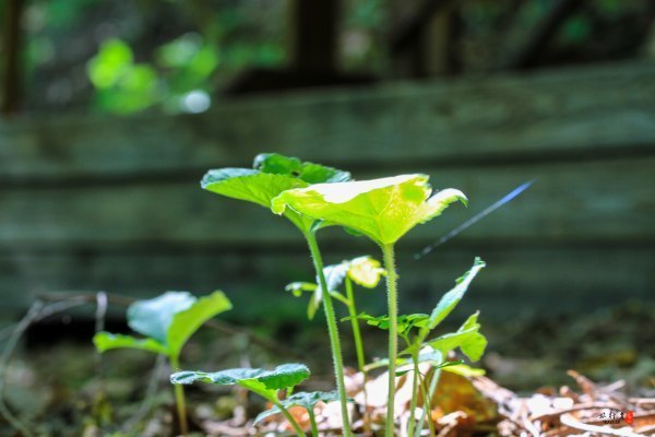 抚顺深度游攻略游记,抚顺旅游攻略自由行