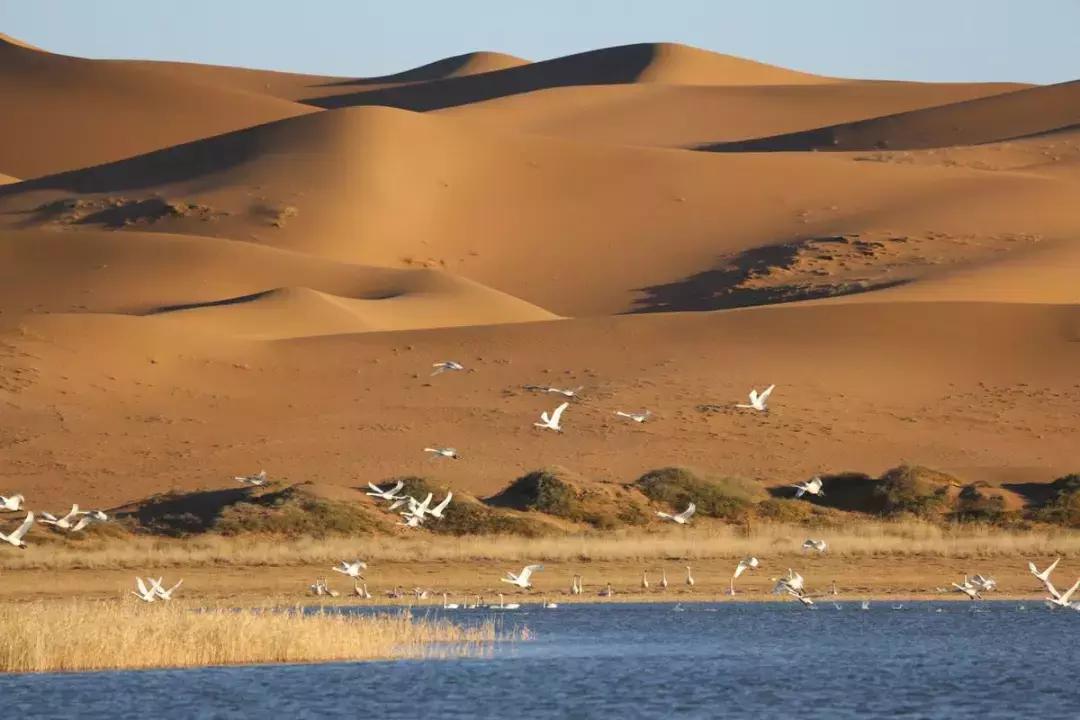 党项和西夏是一回事吗,西夏党项最后的结果