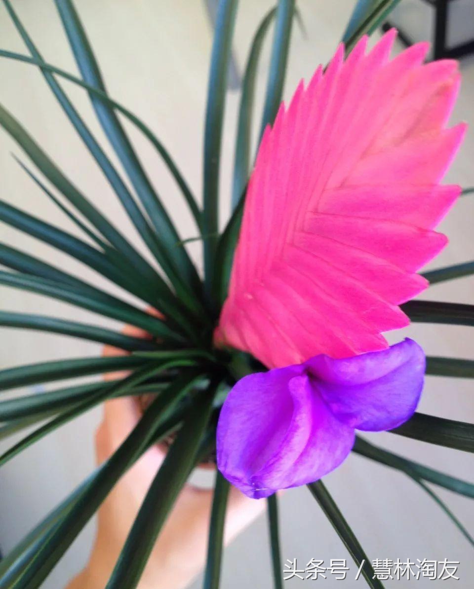 紫凤梨变绿后怎么养,紫凤梨干枯怎么办