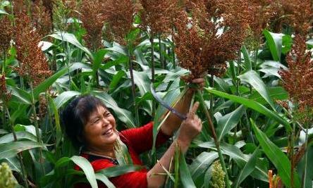 高粱也是五谷吗,高粱为什么不属于五谷