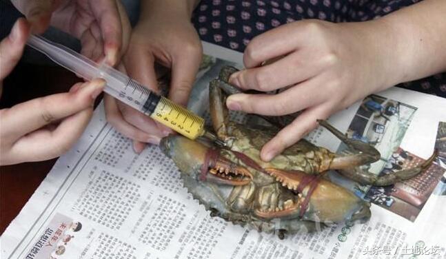 真实的蟹黄是什么样,人工蟹黄和真的有什么区别