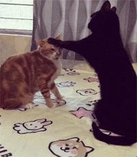 公猫总追着咬母猫怎么回事,家里的公猫为什么追着母猫打