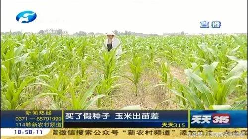 315曝光假玉米,315打假的玉米种子