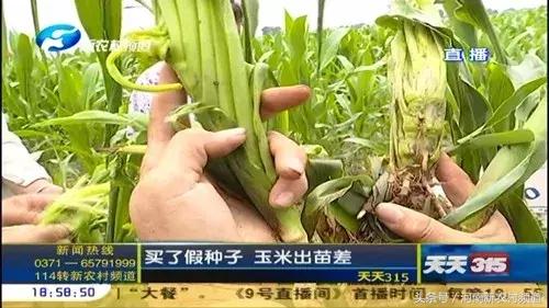 315曝光假玉米,315打假的玉米种子