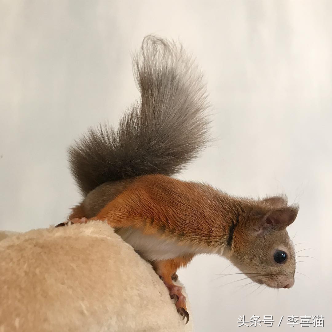 宠物松鼠到底有没有病,宠物松鼠兔的日常