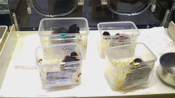 带小孩去长隆欢乐世界畅玩一天,暑假带娃去广州长隆野生动物世界