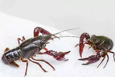 宝宝吃完小龙虾发烧呕吐,吃了顿小龙虾孕妈差点送命