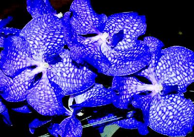 盘点各国的国花是什么,世界各国的国花你都认识吗