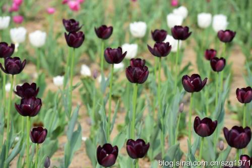 止血散瘀的中药有哪些,中药学笔记活血祛瘀药列表