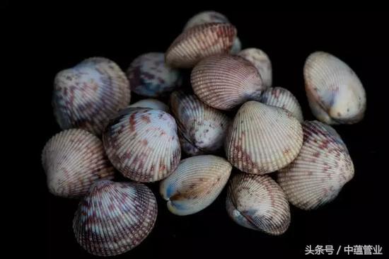 狗与狗之间会传染病吗,狗粪便会传染哪些疾病