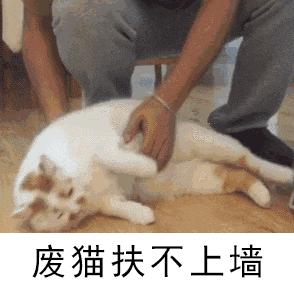 选情凉凉同僚不挺姚文智提喵上阵不料一个动作惹怒全台“猫奴”