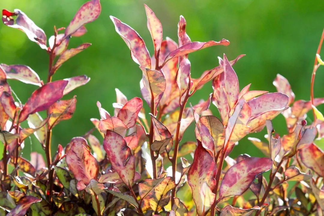 脚气清脚气专用乳膏,比较管用的脚气膏