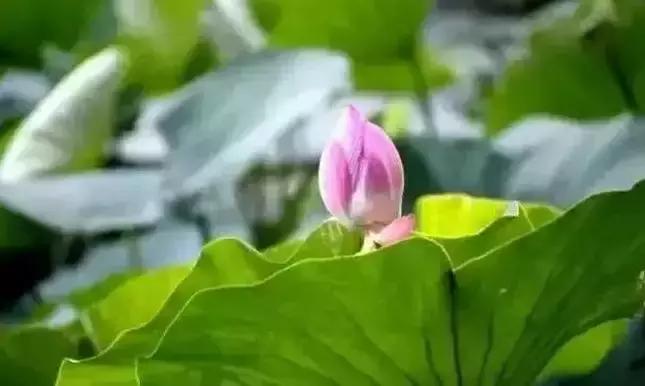 去沈阳哪里看荷花好玩一点,沈阳荷花旅游文化节时间