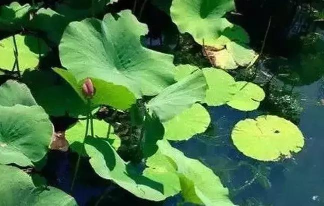 去沈阳哪里看荷花好玩一点,沈阳荷花旅游文化节时间