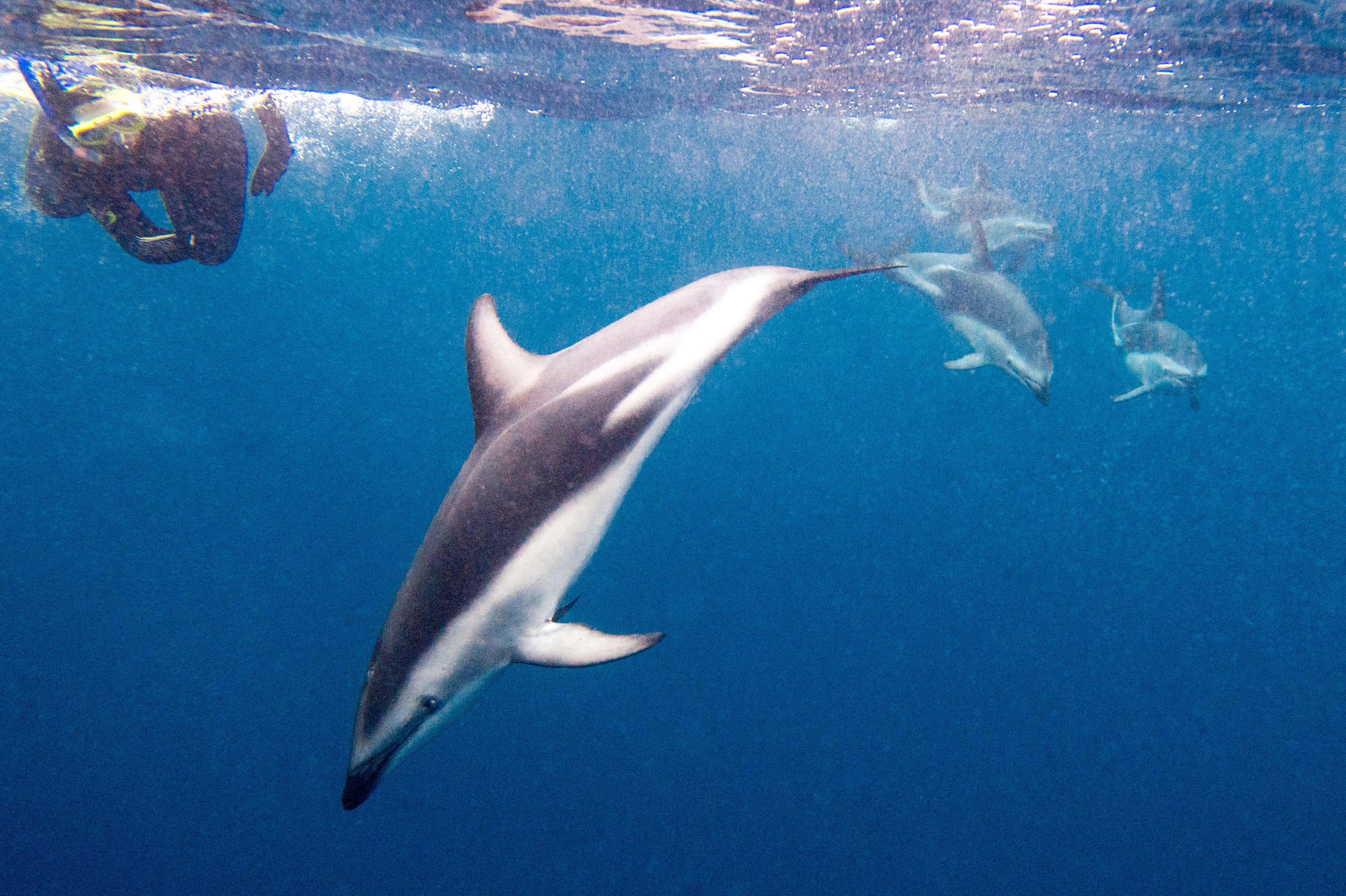 新西兰有哪些神奇的小动物,新西兰草原野生动物