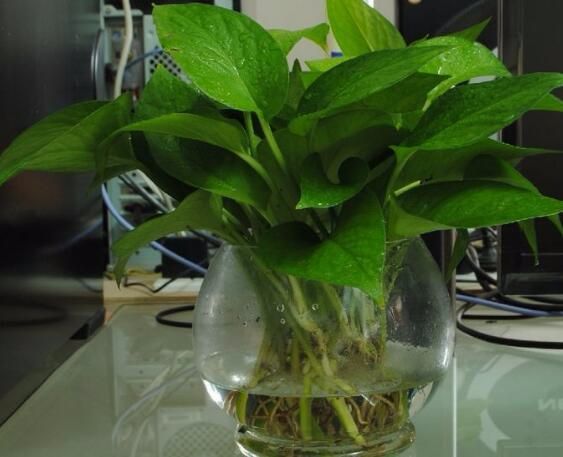 土培绿萝怎么才能水养枝繁叶茂,水培绿萝怎么养才能长得十分茂盛