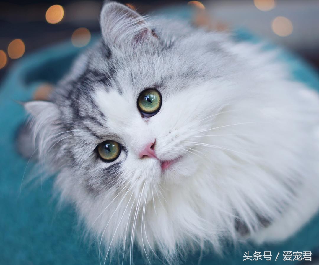 天气炎热猫咪能生存吗,夏季猫咪暴晒可以吗