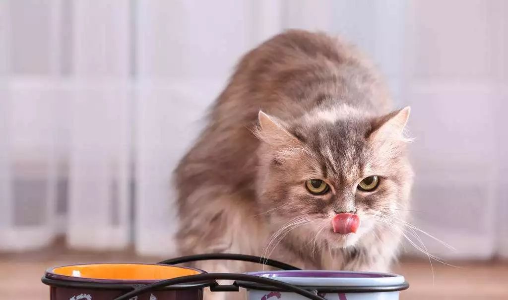 猫怎么看公母,猫咪健康百科