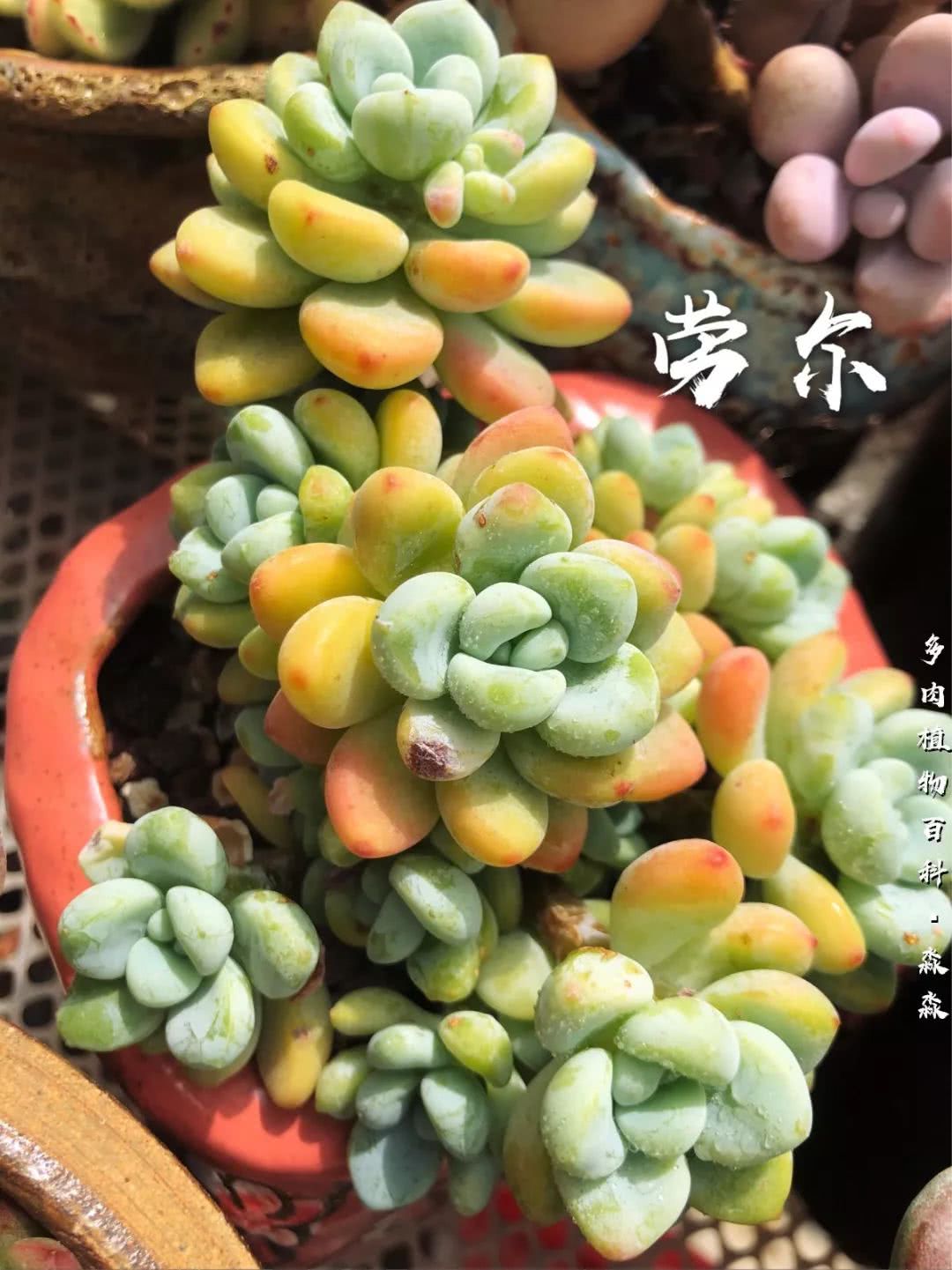 养多肉的佛系小生：愿做菩萨那朵莲！