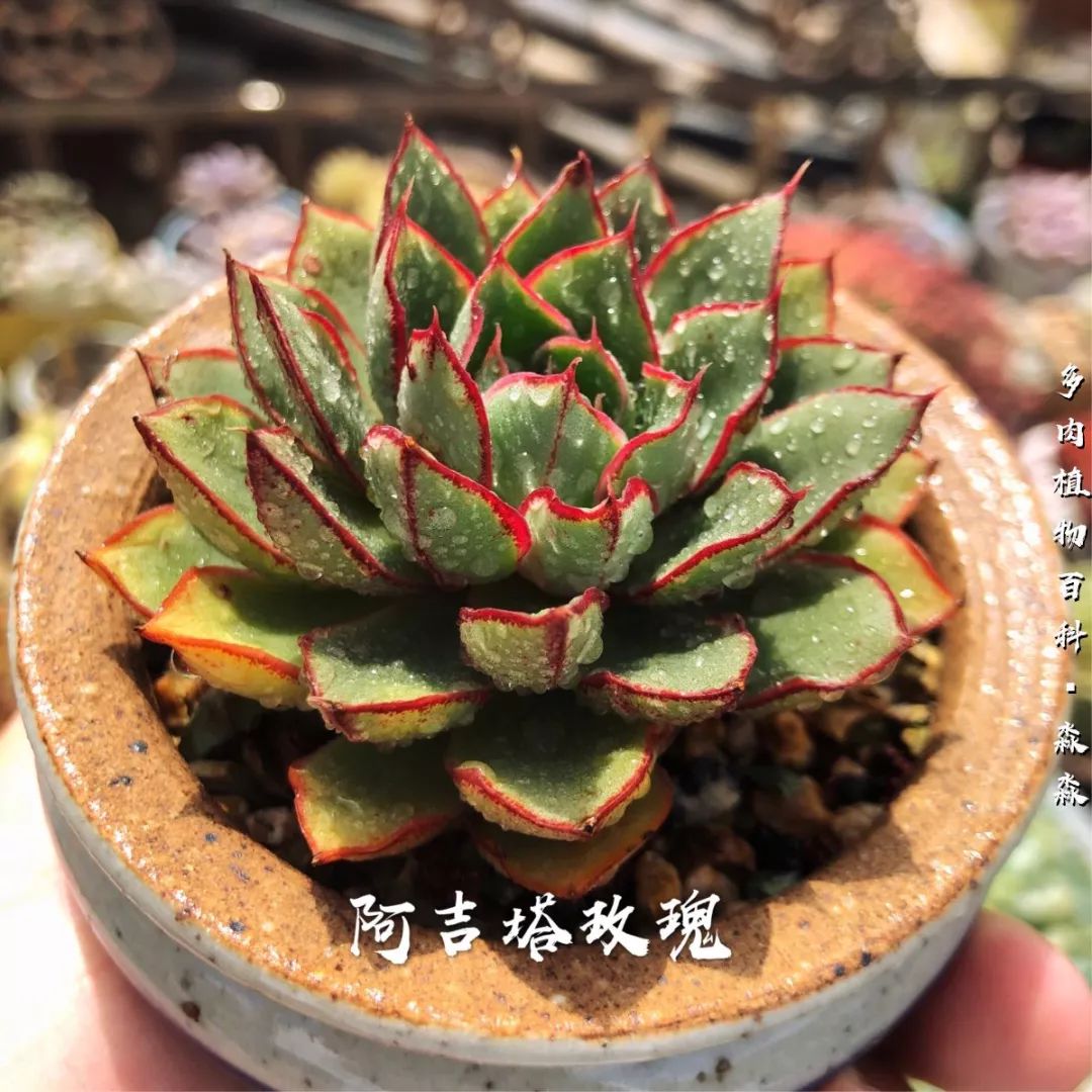 养多肉的佛系小生：愿做菩萨那朵莲！