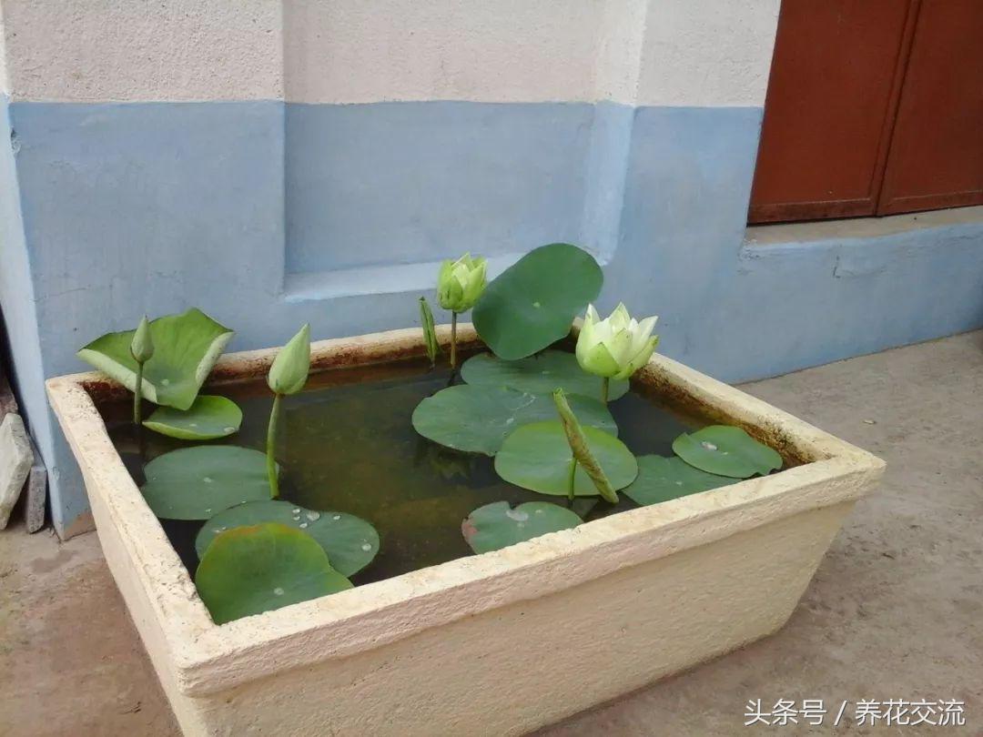 水缸里的睡莲开花了怎么办,最好的睡莲养在水缸里的技巧