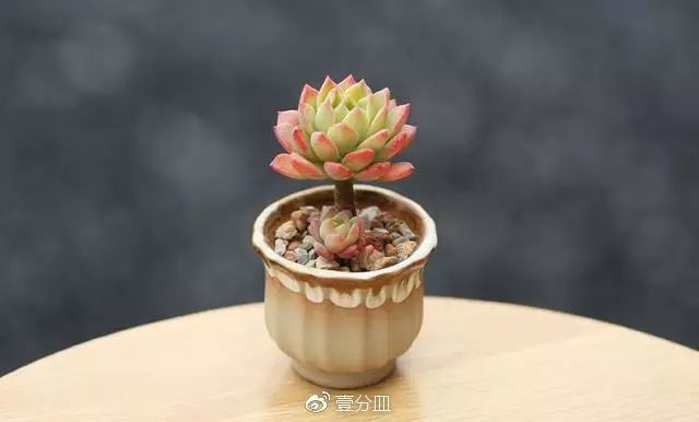 多肉每天光照好看吗,光照过强多肉反而颜色不好看