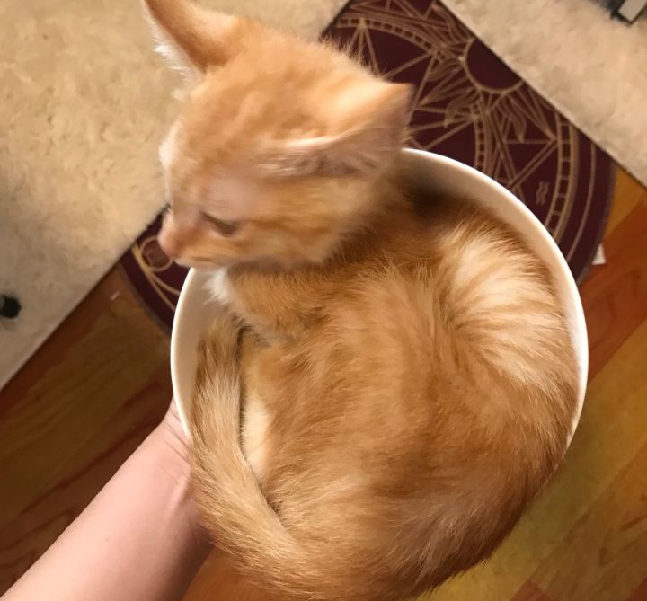 法国研究者证明猫是液体荣获诺贝尔物理学奖