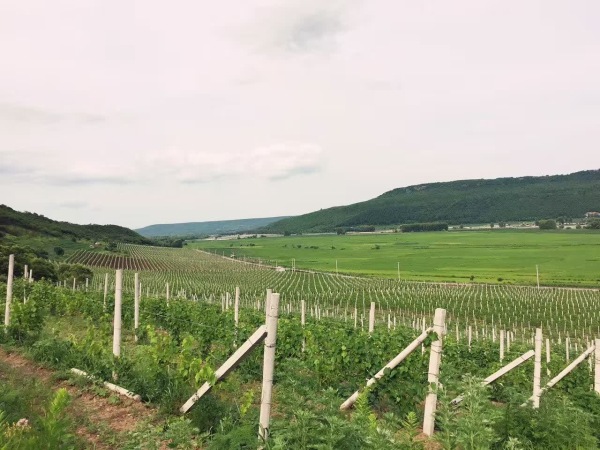 加拿大十大著名冰酒是什么,哪个国家酿造的冰酒好