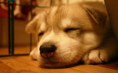 狗狗中暑怎么办最快最有效,狗狗中暑症状和解救方法