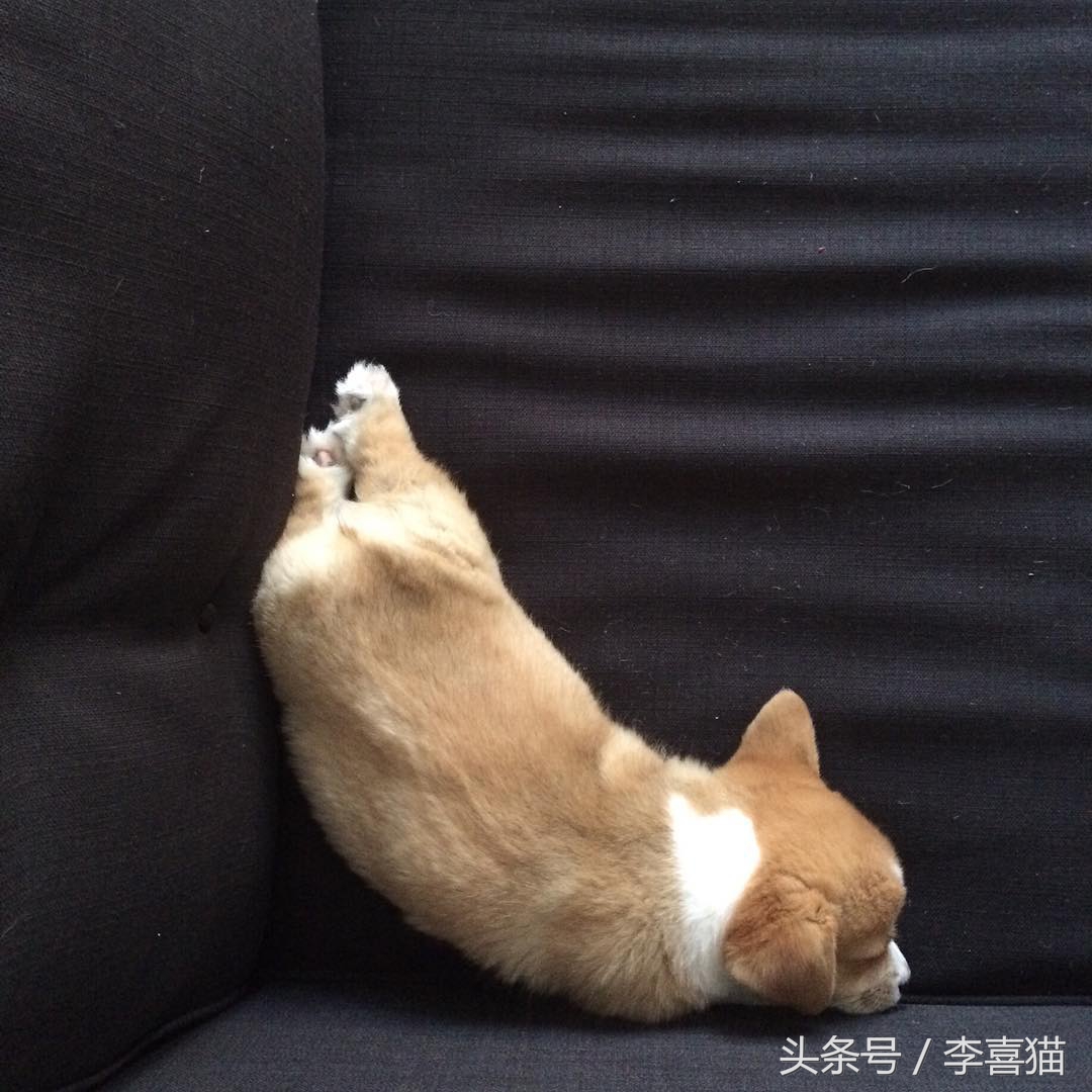 不要小瞧人家柯基的小短腿,柯基撞到了腿一瘸一拐还能跑