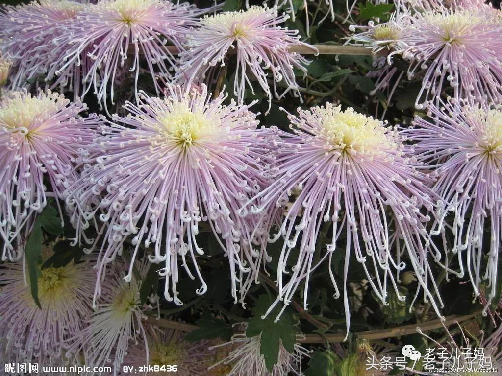 祭奠母亲三周年诗句,祭奠母亲去世三周年不在家短信