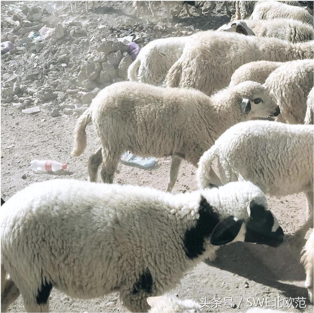 摩洛哥元素：欧洲网红的“韩式平眉”