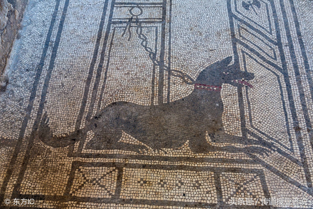 三年级优秀作文写动物200字以上,我喜欢的动物600字优秀作文记叙