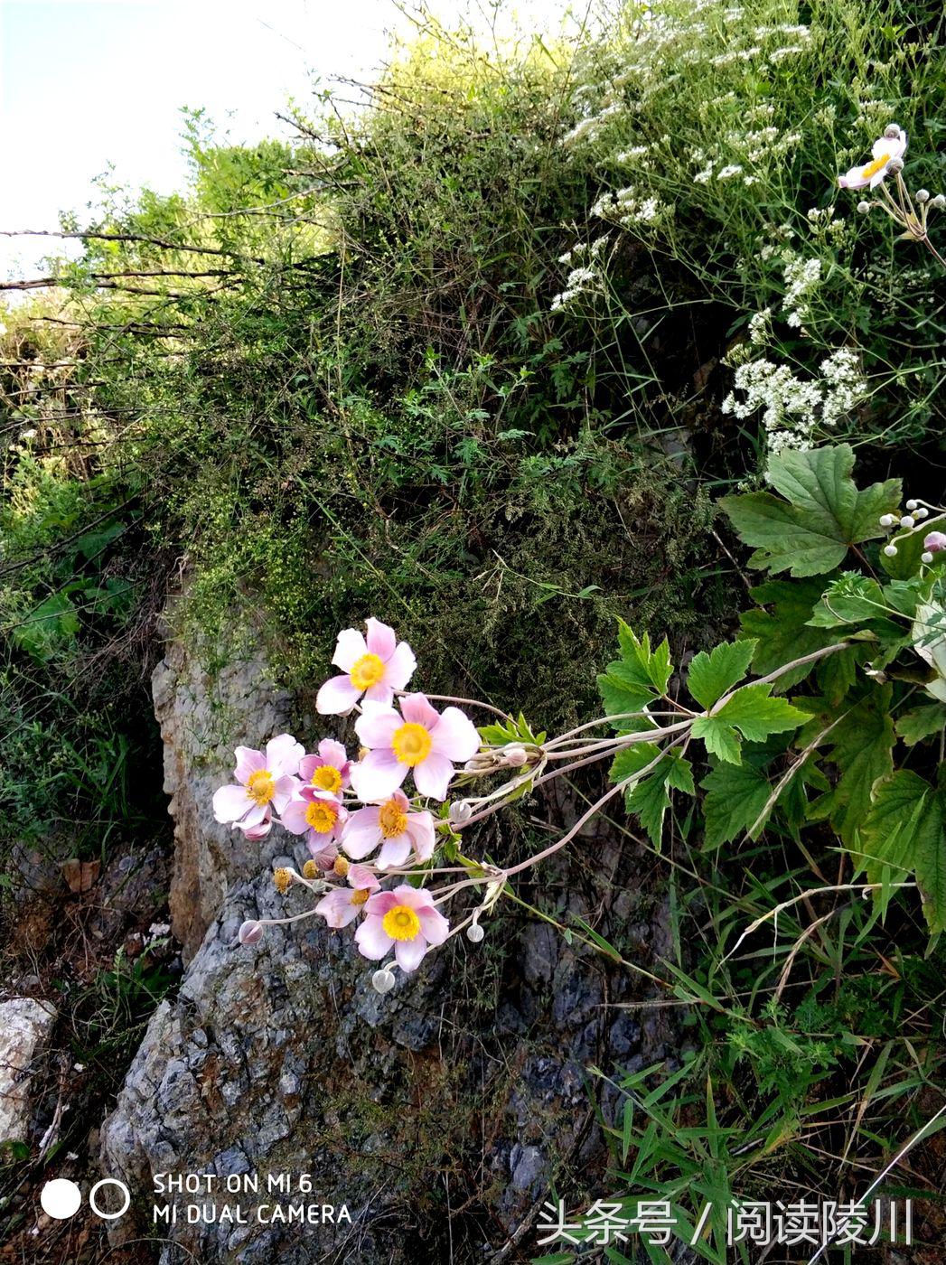 小乡村的夏天安静又惬意,陵川夏天生活