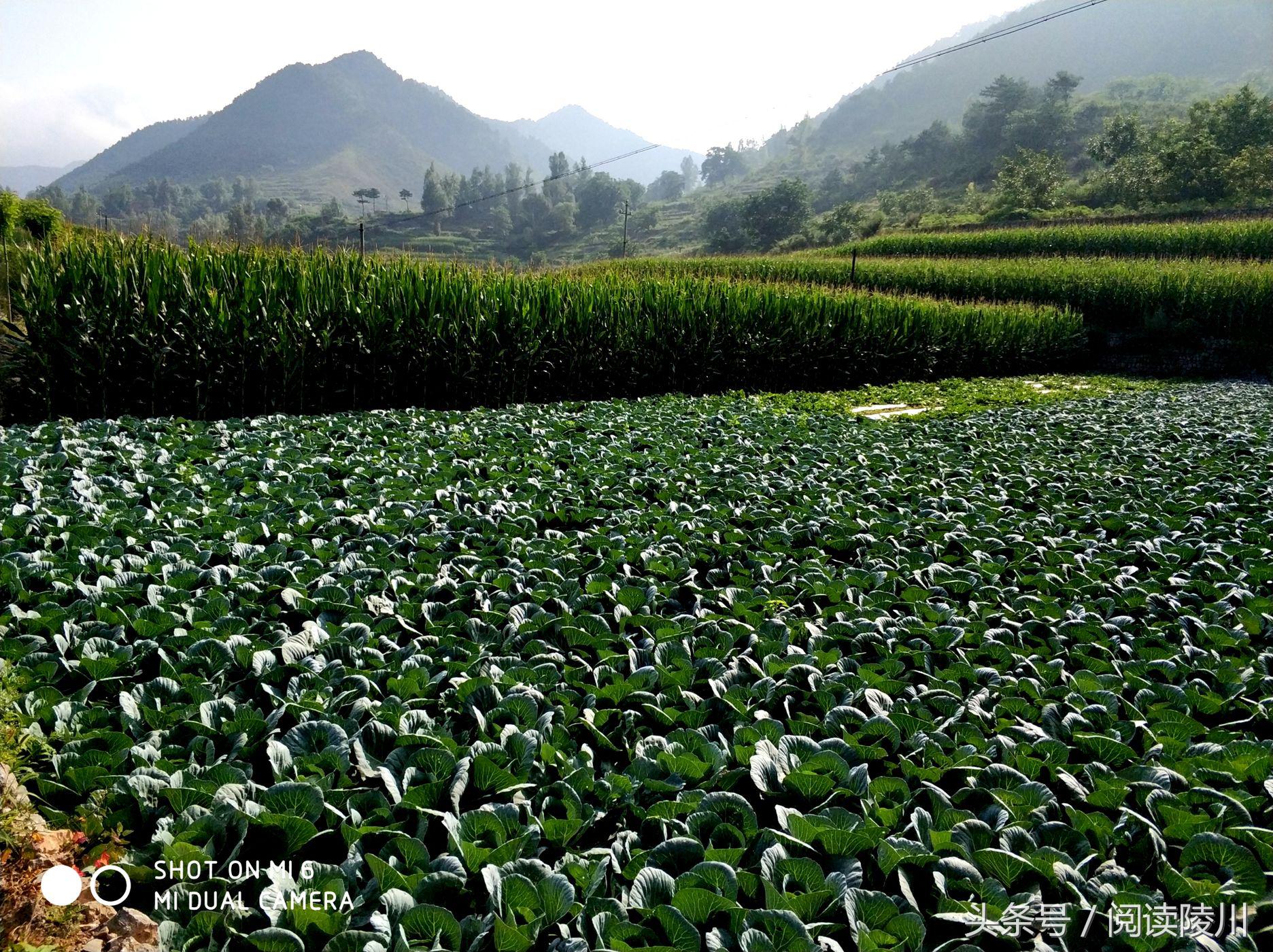 小乡村的夏天安静又惬意,陵川夏天生活