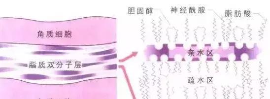 任何护肤品7天适应14天吸收,护肤品用那么多步骤真的会吸收吗