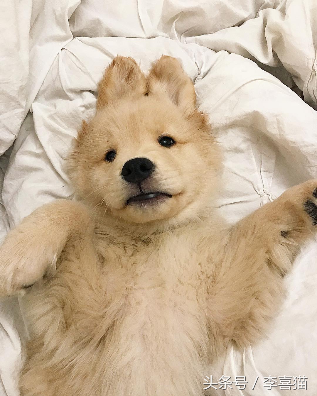 狗狗有七十二般变化，养一只就像开了一家动物园