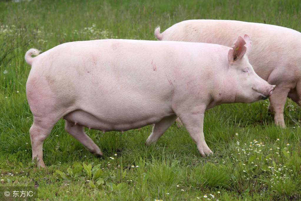 母猪眼屎泪斑、背部出血点怎么办?农村这一常见野草可帮助解决!