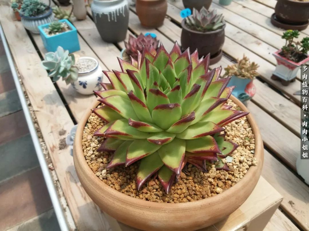 爱“肉”的川妹子入了巨坑！终于把爱好变成了事业！