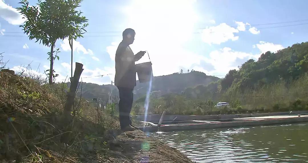 夏季鱼塘鱼都死了怎么办,下雨时鱼塘怎么管理鱼多