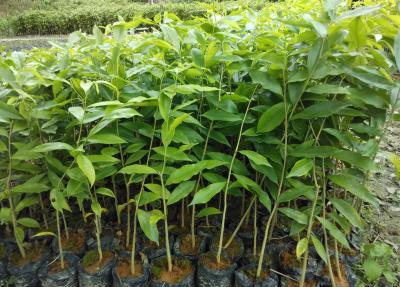 植物幼苗长歪了怎么矫正,小苗长着长着就歪了怎么回事