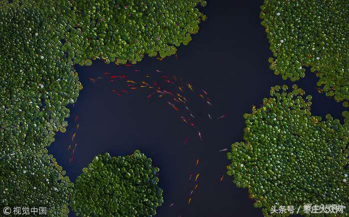 红荷湿地微山湖八月份还有荷花吗,山东微山湖红荷湿地公园荷花