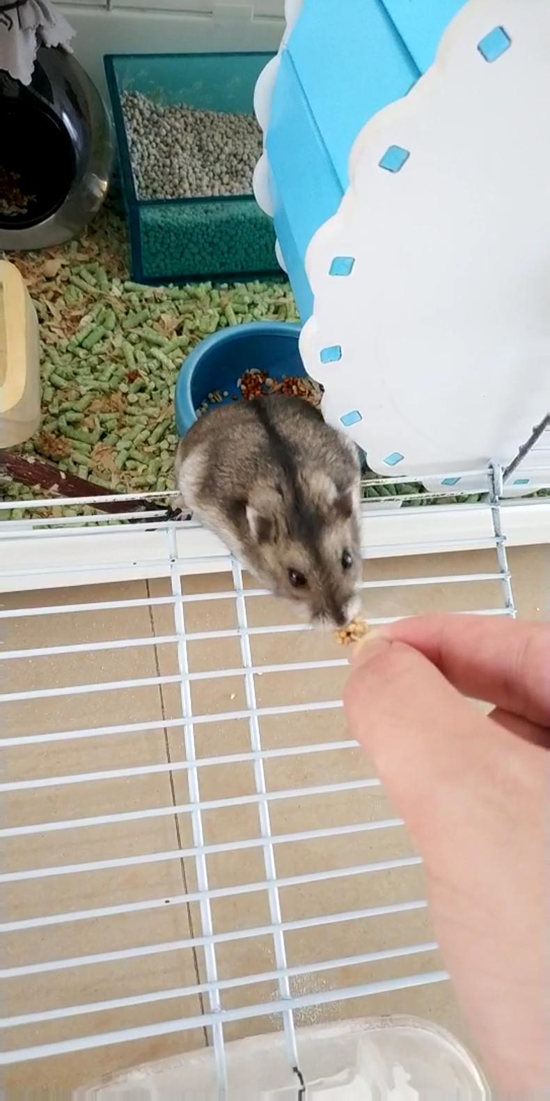 仓鼠从高处坠落一动不动,仓鼠从高空坠地后会有什么表现