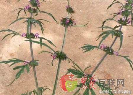 农村随处可见的益母草，对女人竟然这么重要