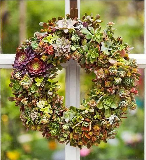 适合小庭院的盆栽,小盆栽推荐diy